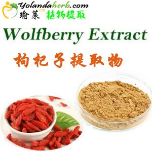Wolfberry extract is a valuable medicinal herbs and supplements
