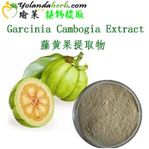 Garcinia Cambogia Extract 50%Hydroxycitric acid