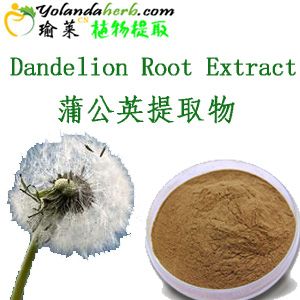 Top Quality Dandelion Extract 5% Flavones Dandelion Root Extract