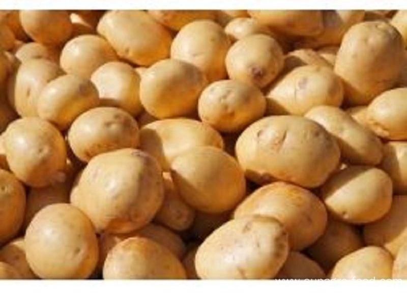 High Yield And Quality Potatoes