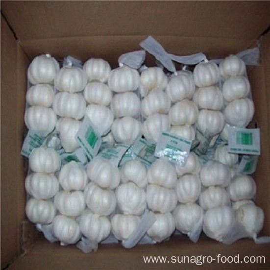Fresh Case Of White Garlic Is Provided