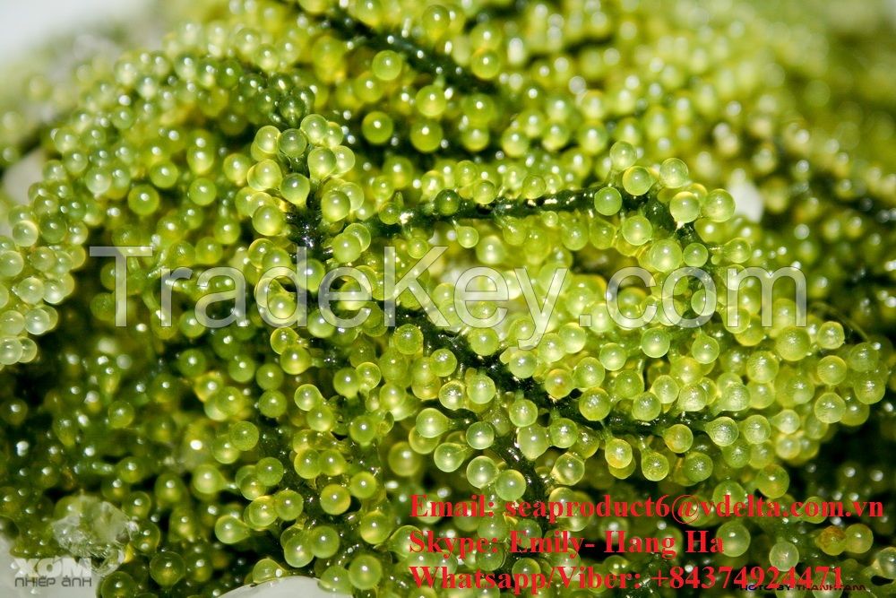 Sea Grapes