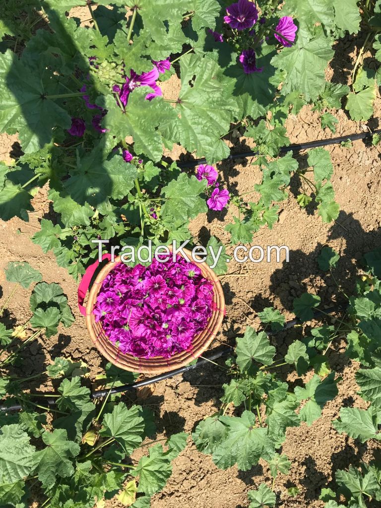 dried Mallow flowers