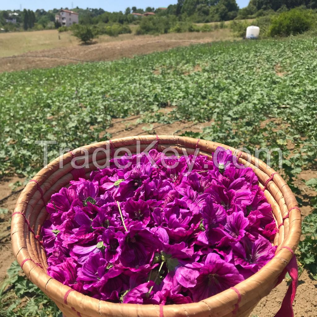 dried Mallow flowers