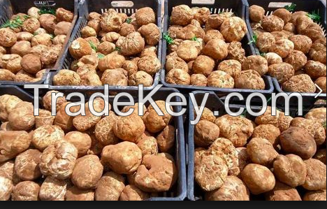 Fresh desert White Truffles 