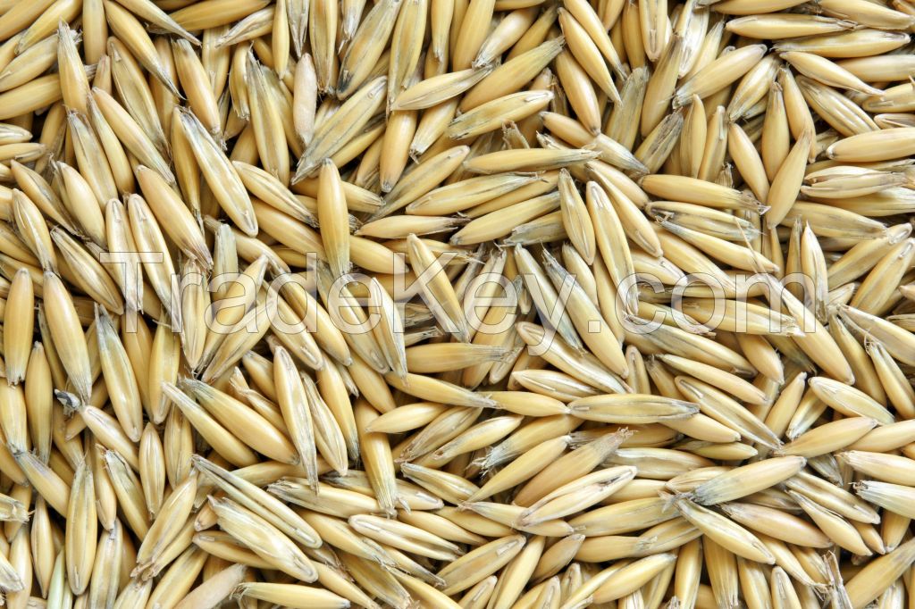  Rolled Oats ,oats Flakes, Oats Flour Hulled Oats 