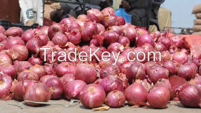 Fresh Onions