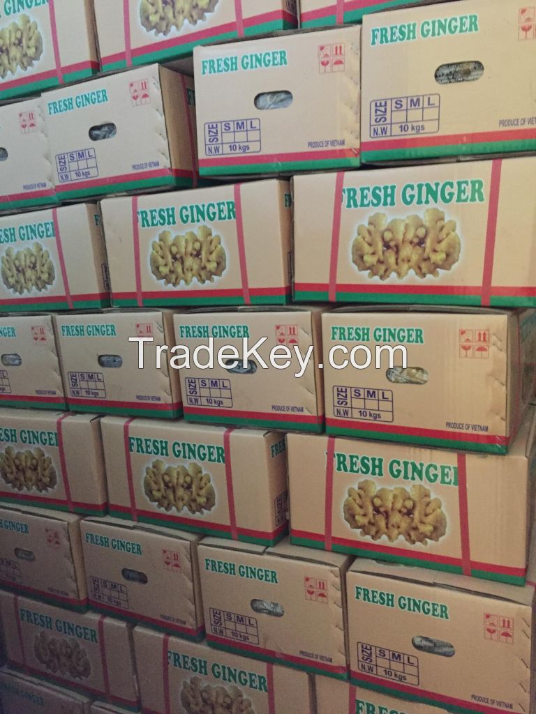 Fresh Ginger With High Quality From Vietnam