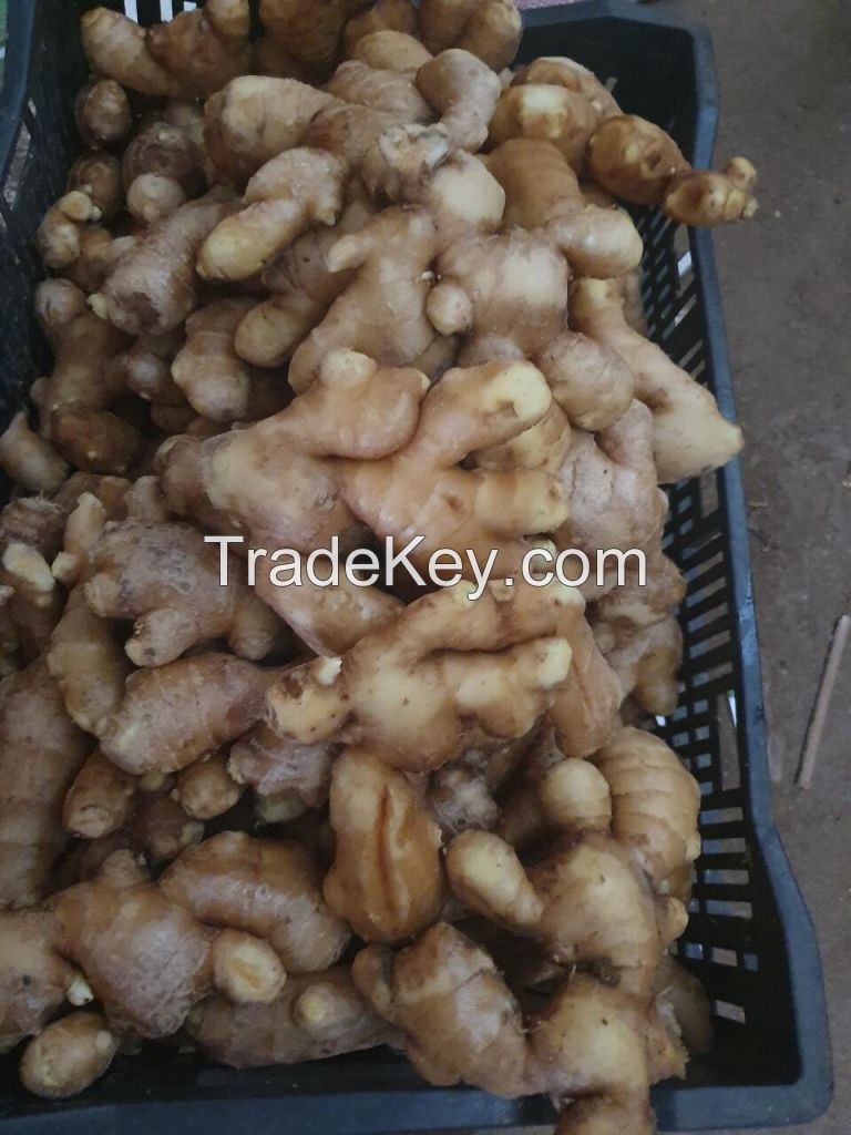 Fresh Ginger With High Quality From Vietnam