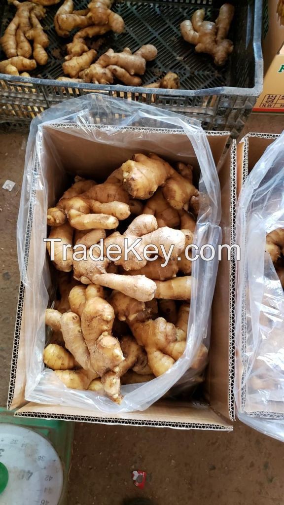 Fresh Ginger With High Quality From Vietnam