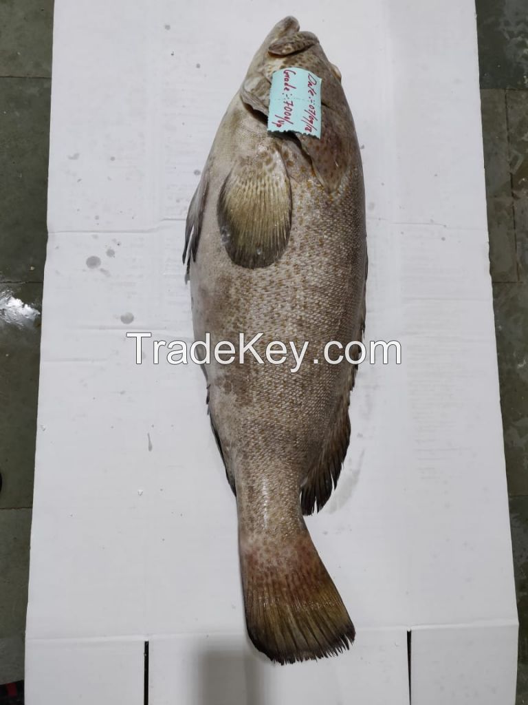Frozen Whole Round Spotted Reefcod (Grouper)