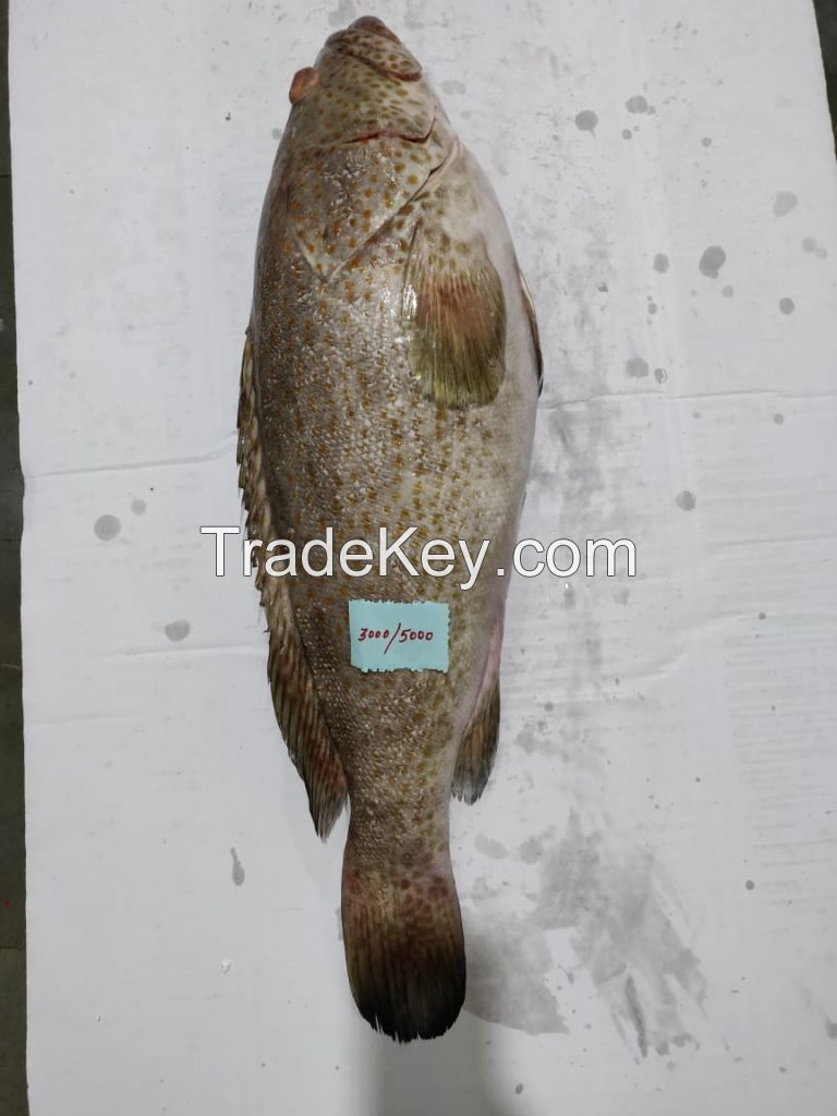 Frozen Whole Round Spotted Reefcod (Grouper)