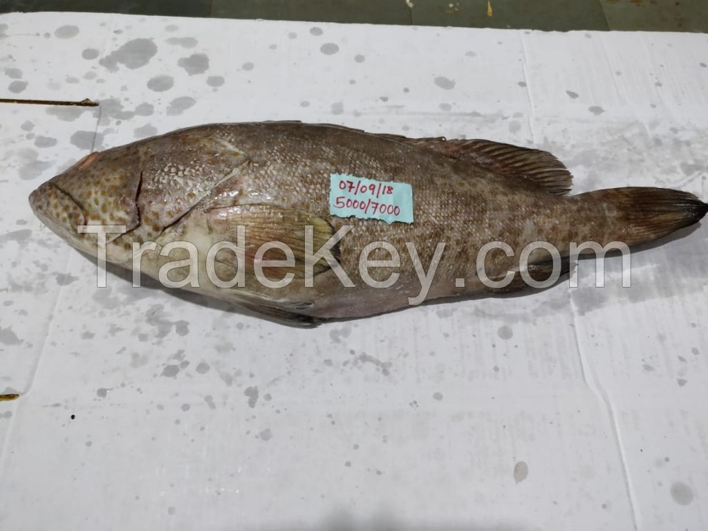 Frozen Whole Round Spotted Reefcod (Grouper)