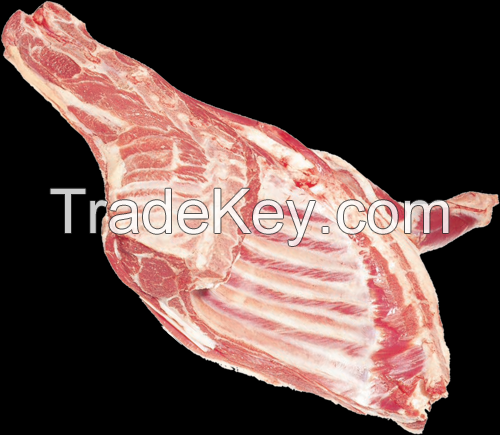 Halal lamb fore quarters Grade A