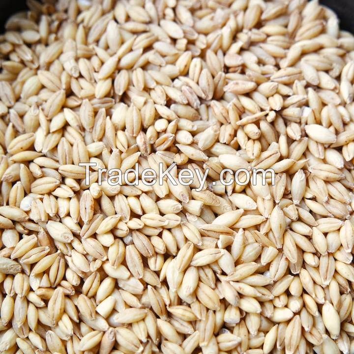 High Quality Barley, Feed Barley, Barley for Animal and Human Consumption for sale