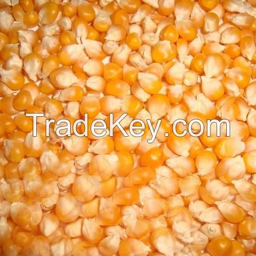 Natural Brazil Yellow Dried Maize/corn  for sale