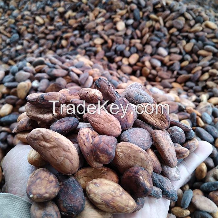 Cocoa Beans, Best grade   for sale