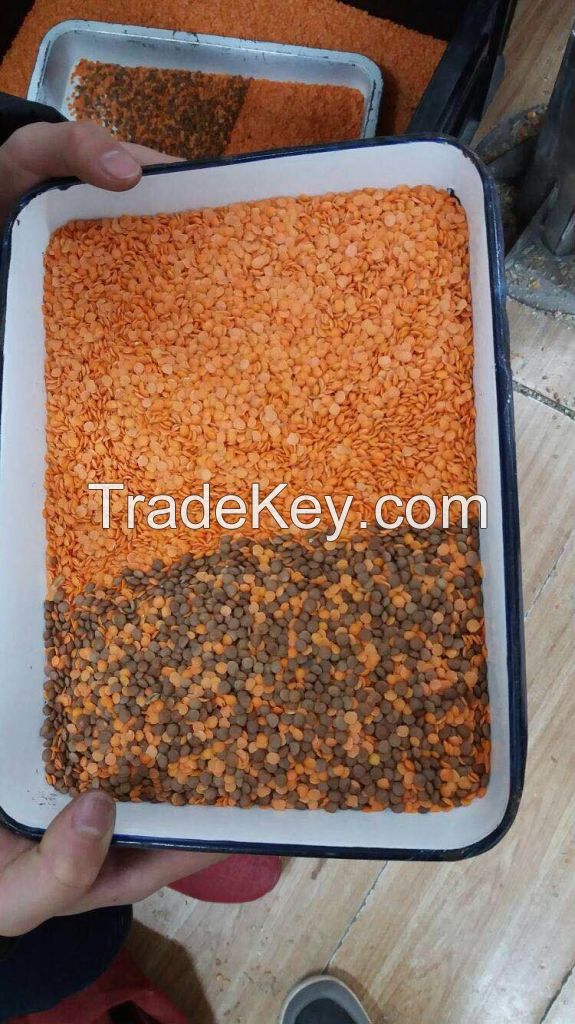 wheat color sorter food processing machine