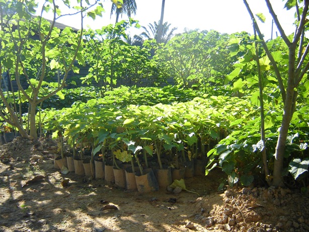 Jatropha Saplings for sale in Malaysia for RM 1.50