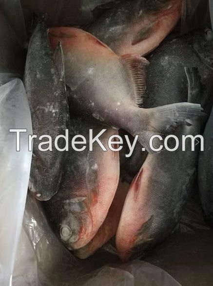 Frozen Red Pacu Whole round or Frozen Red Pomfret