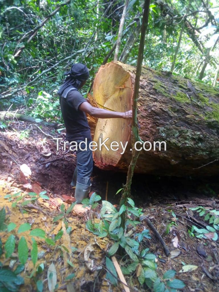 TIMBER LOGS - AZOBE, TALI, PACHY, OKOUME, IROKO, EBONY