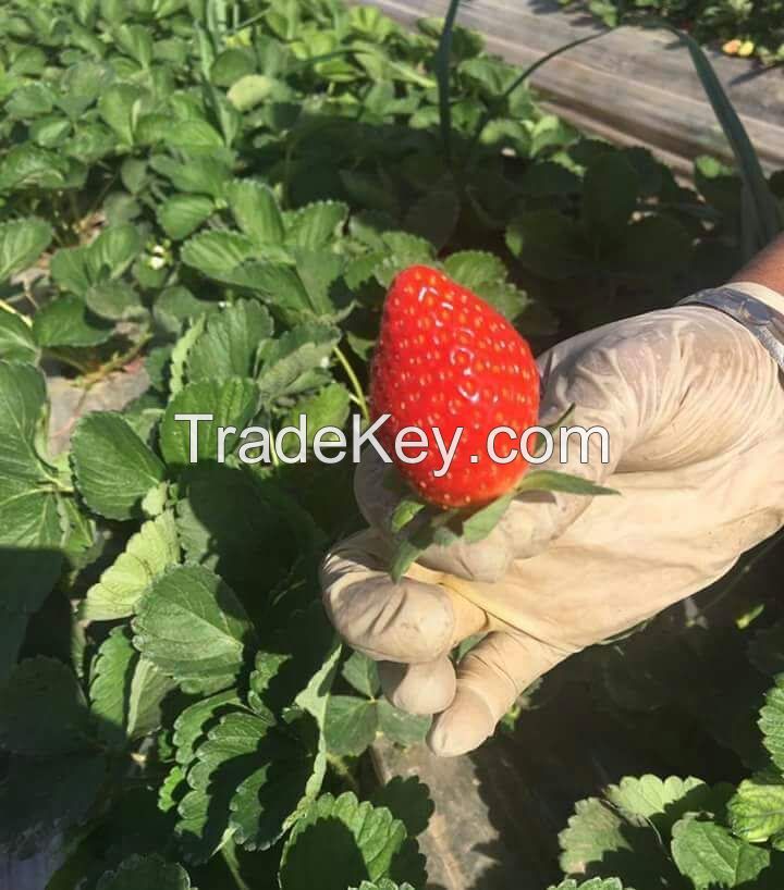 Fresh strawberries