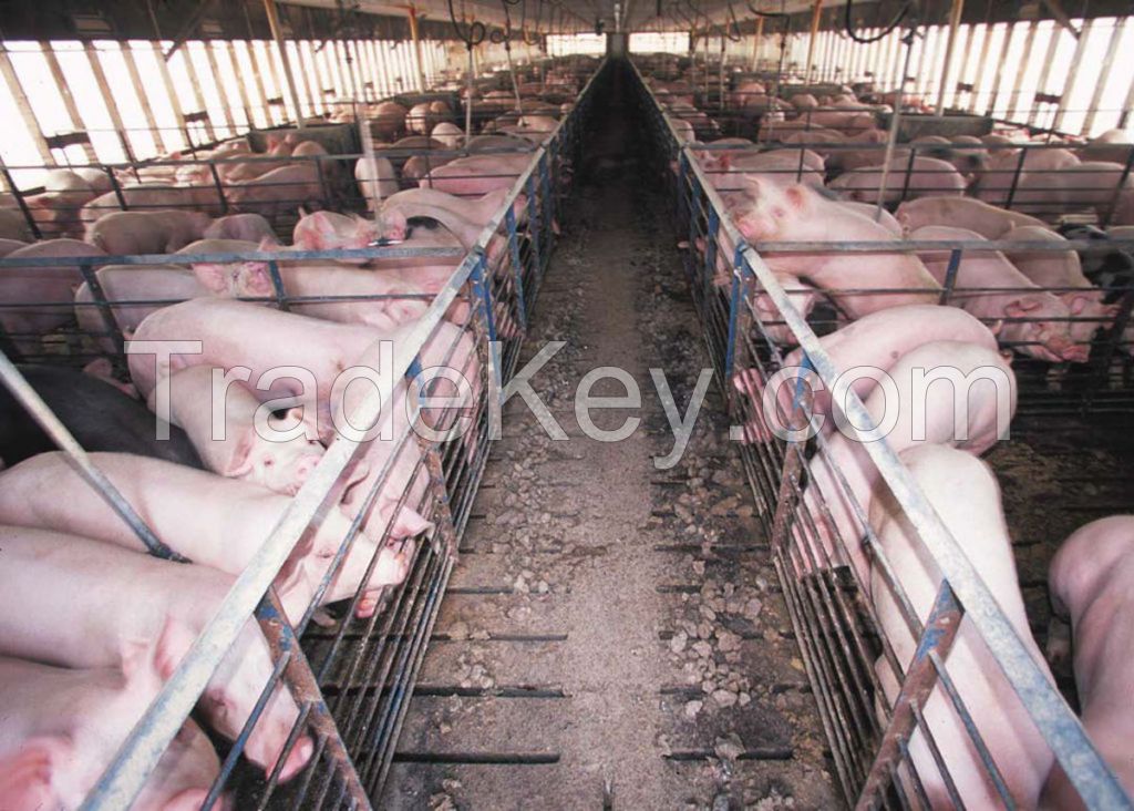 Cheap live pigs for sale / supply live pigs