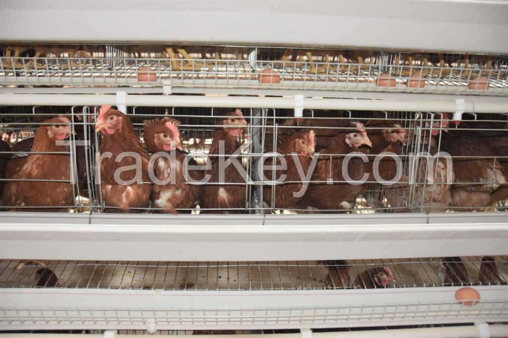 Automatic A type chicken cage system