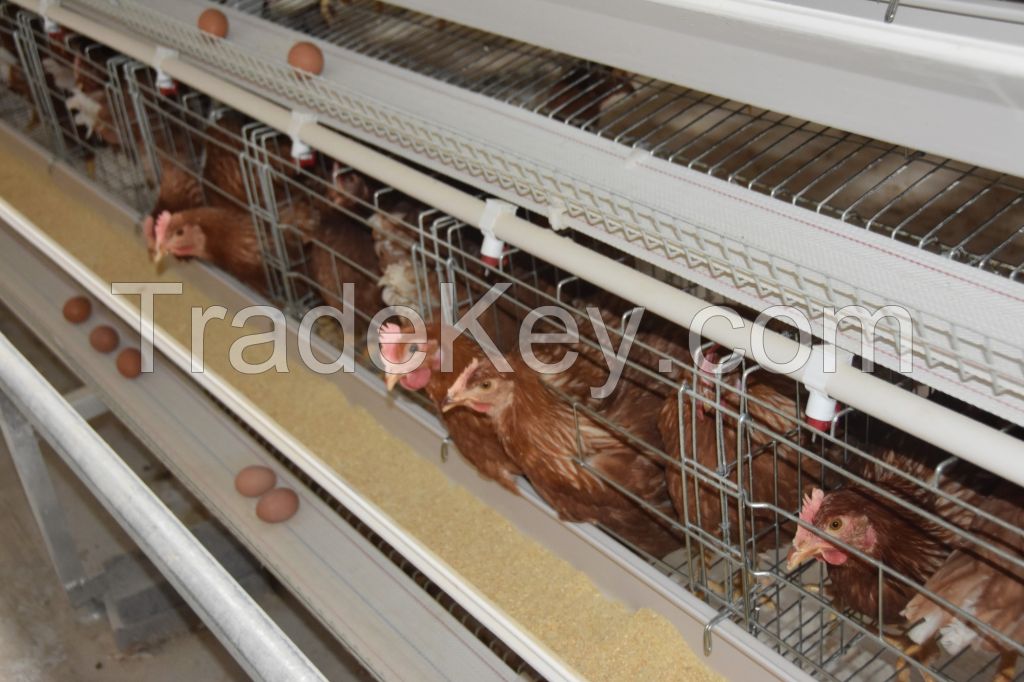 Automatic A type chicken cage system