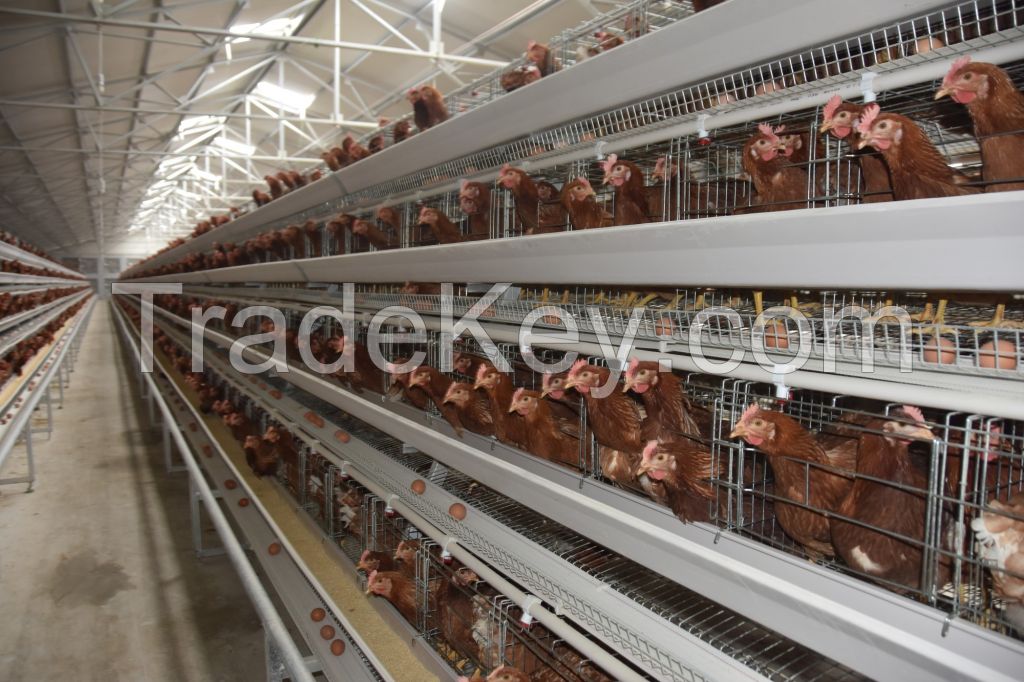 Automatic A type chicken cage system