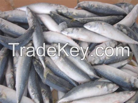 Qulaity Frozen Sardine Fish 80-100 Frozen Seafood Exporters