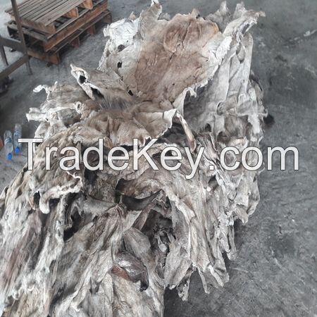 Dry salted Donkey Hides and Cow Hides, cattle Hides, animal skin, Goats, Horses