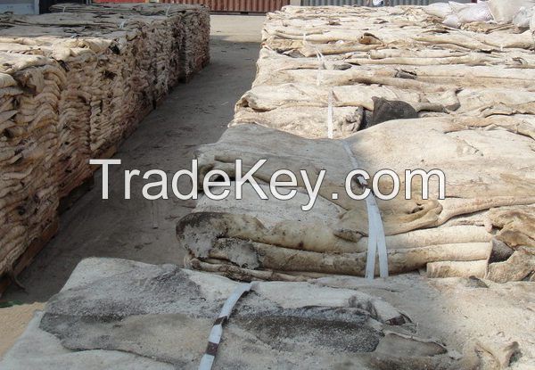 Dry salted Donkey Hides and Cow Hides, cattle Hides, animal skin, Goats, Horses