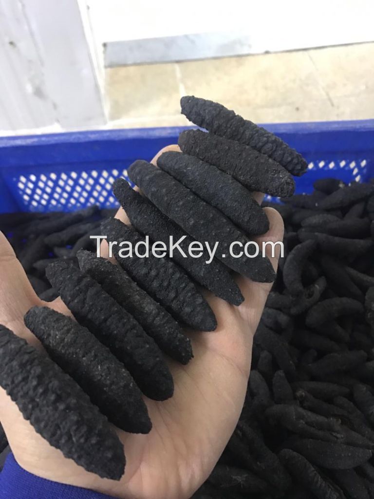 sea cucumber