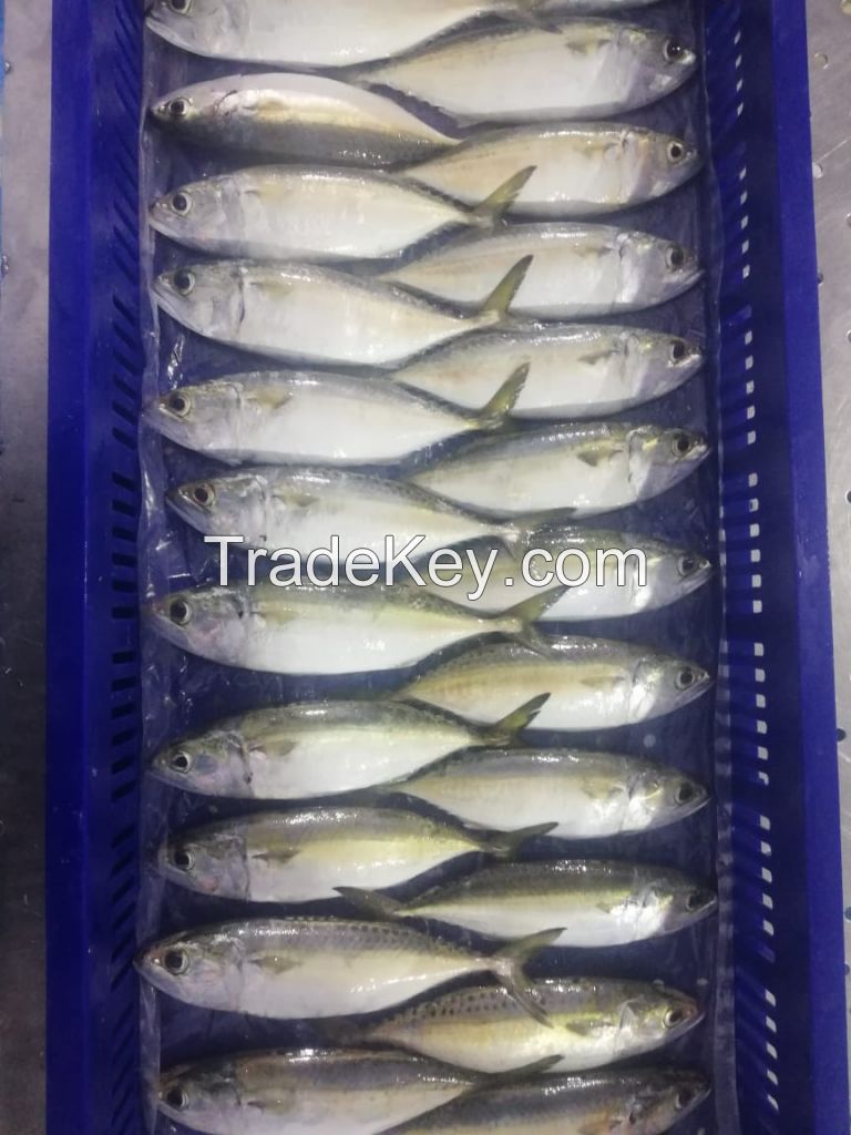 Indian Mackerel