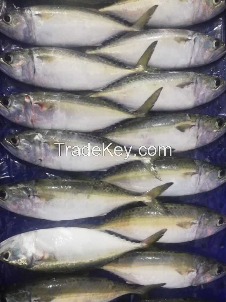 Indian Mackerel