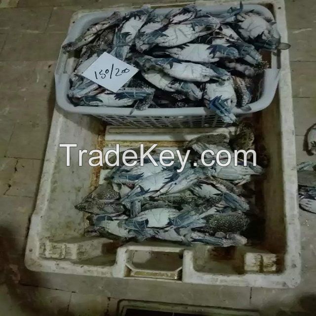 frozen blue swimming crab fresh and good quality in pakistan 