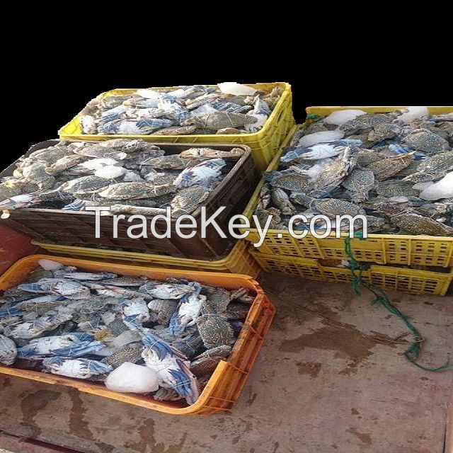 frozen blue swimming crab fresh and good quality in pakistan 