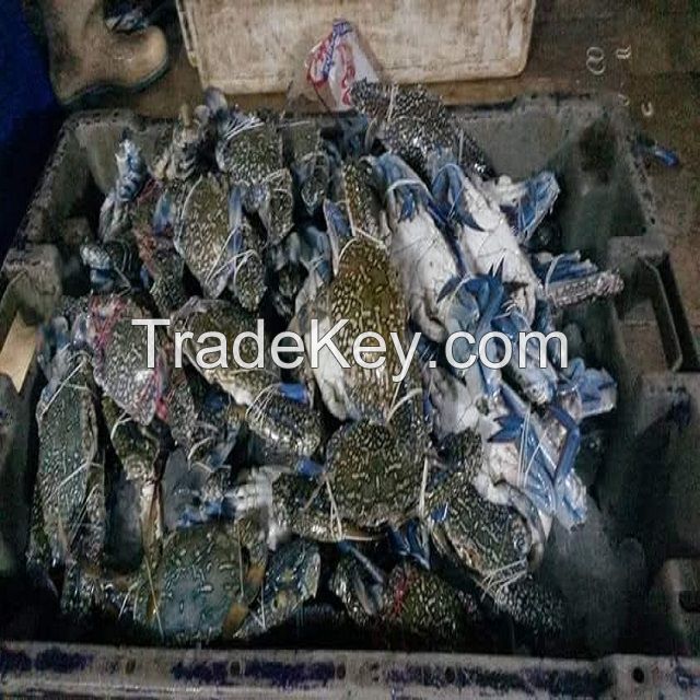 frozen blue swimming crab fresh and good quality in pakistan 