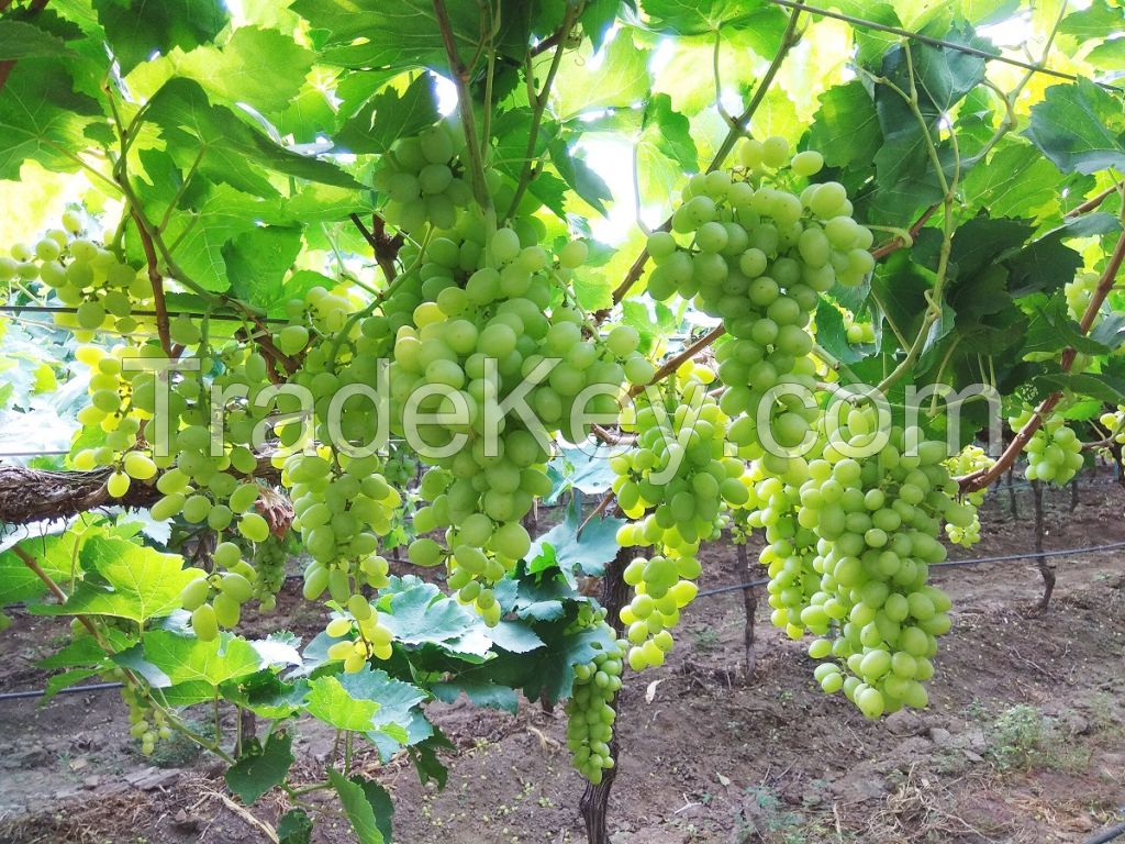 Fresh Grapes