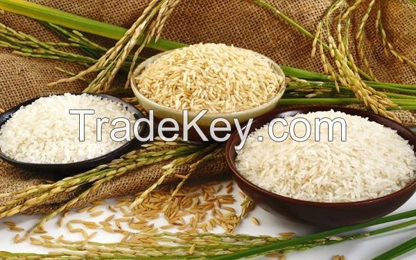 Fragrant rice in Viet Nam