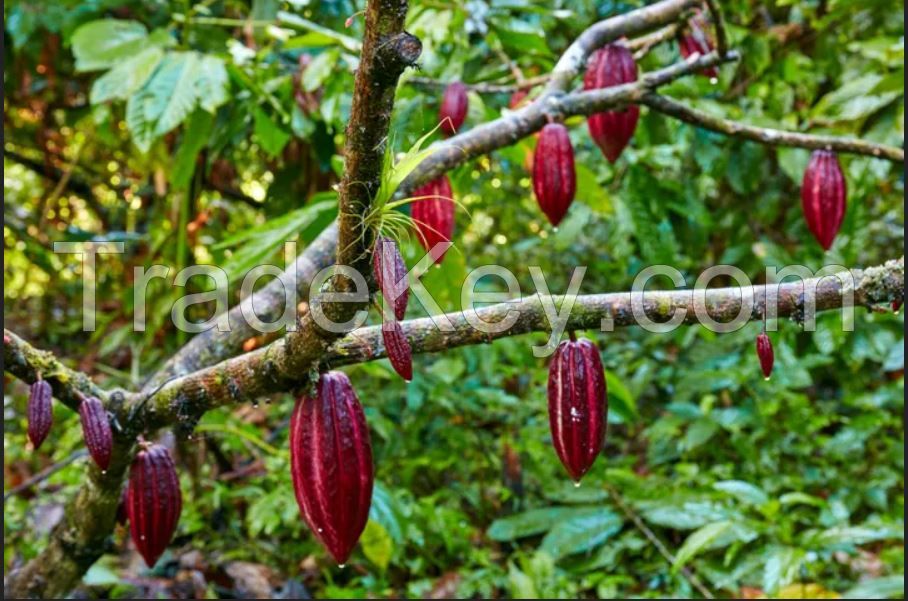 Cocoa beans