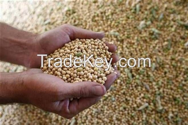 soybean grain