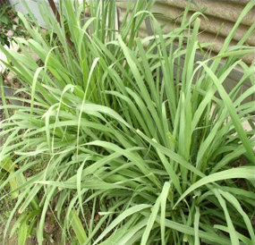 Citronella oil