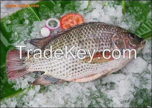 Tilapia Fillet