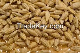 Barley