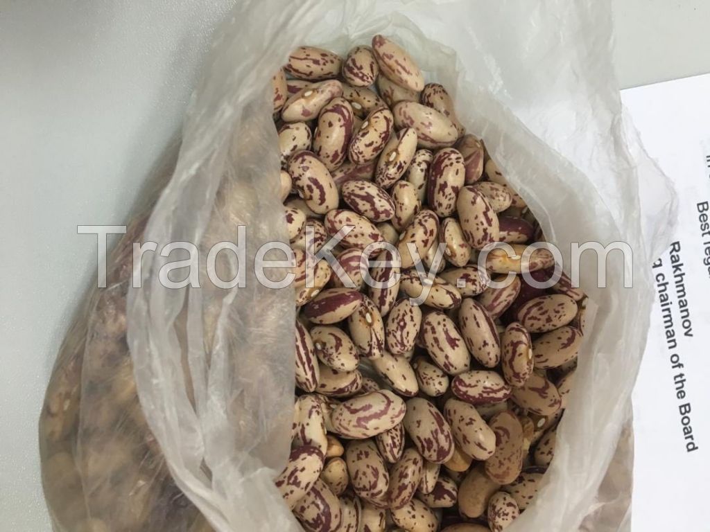 Light Speckled Kidney beans from Uzbekistan