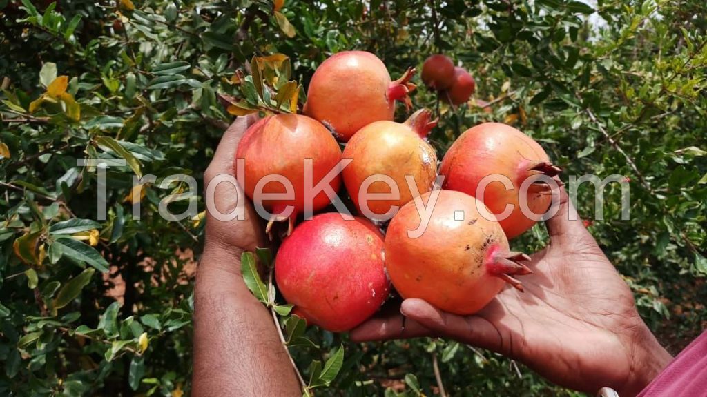 Pomegranate