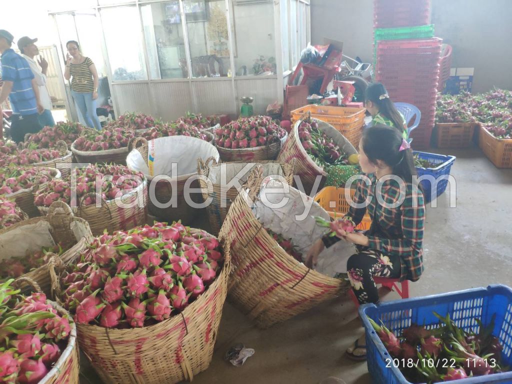 fresh dragon fruit