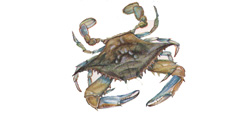 Fish, Baigai & Live Mud Crab